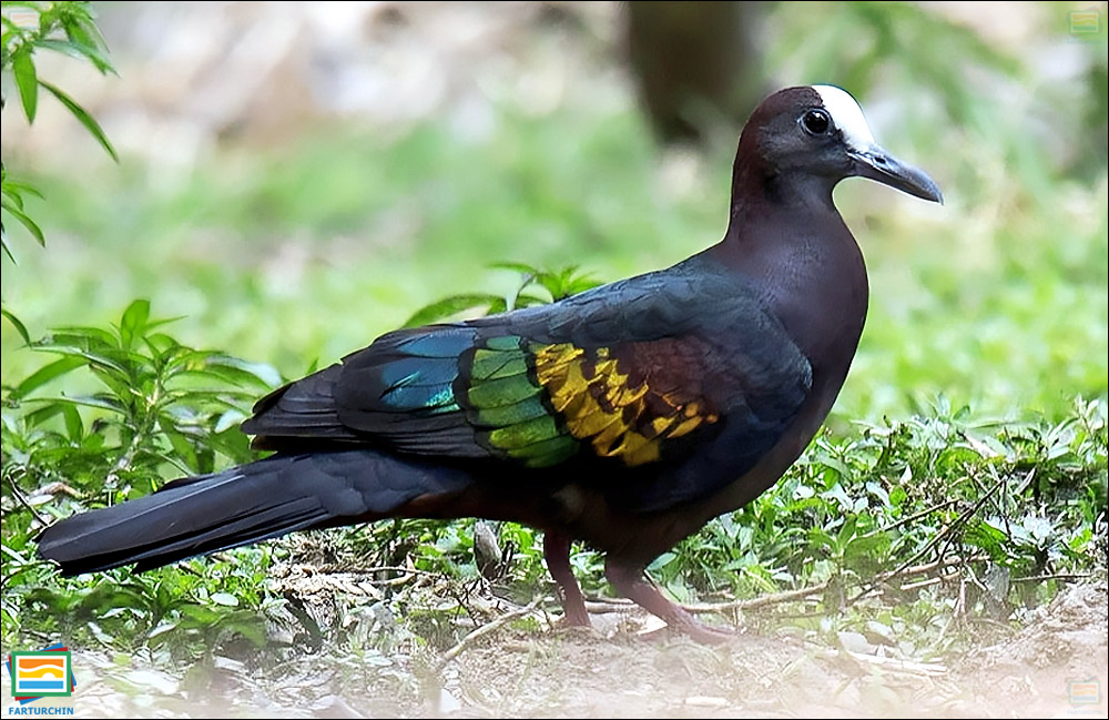 کبوتر بال‌برنزی گینه‌ی نو