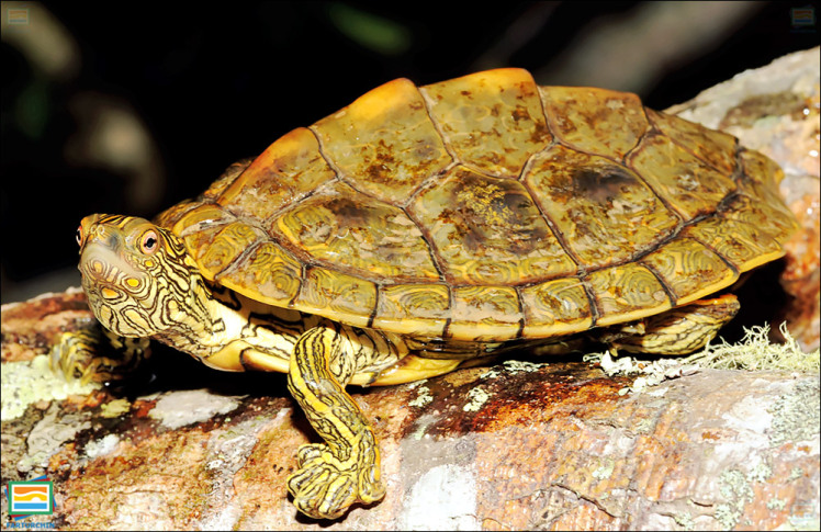 جانوران مهره‌دار - خزندگان: لاک‌پشت نقشه‌دار تگزاس