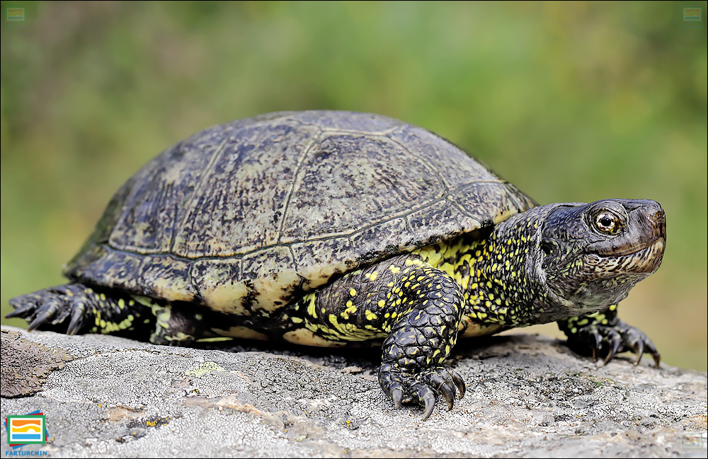 جانوران مهره‌دار - خزندگان: لاک‌پشت برکه‌ای اروپایی