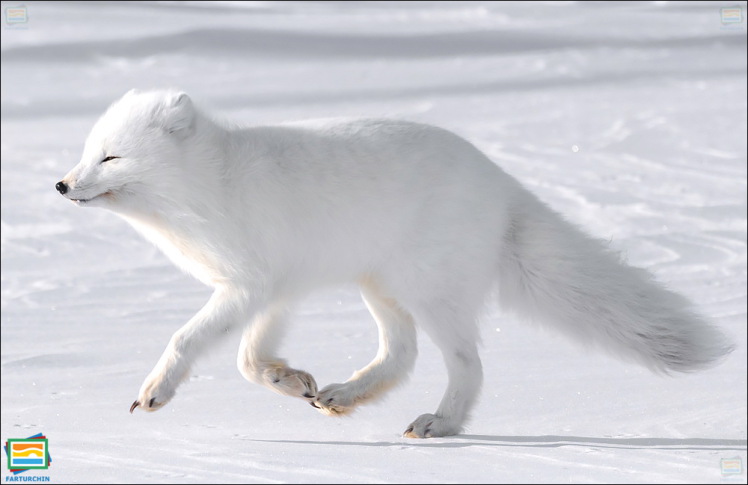 جانوران مهره‌دار - پستانداران: روباه شمالگان