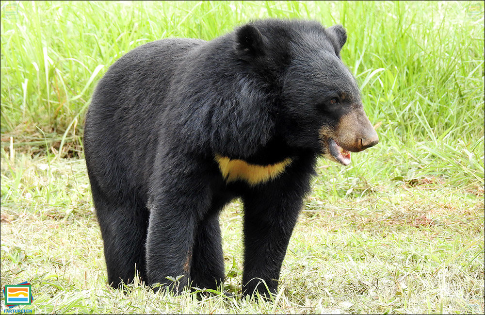 جانوران مهره‌دار - پستانداران: خرس سیاه آسیایی