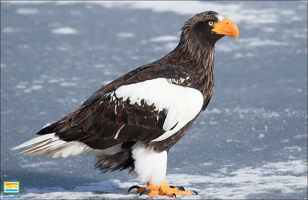 جانوران مهره‌دار - پرندگان: عقاب دریایی استلر