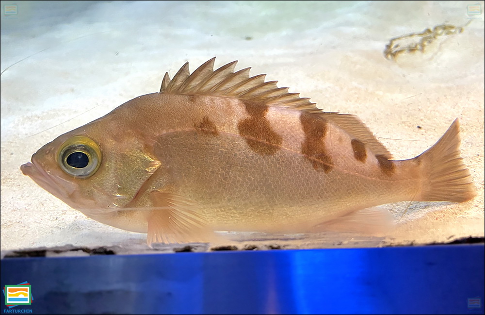 ماهی لوتی دریایی توگوت