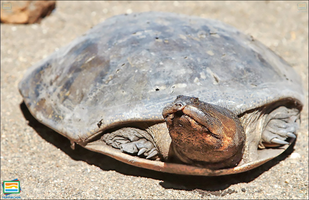 لاک‌پشت پرده‌لاک زامبزی