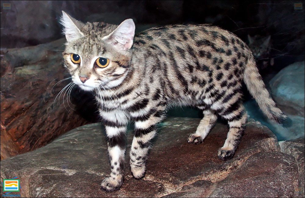 جانوران مهره‌دار - پستانداران: گربه‌ی پاسیاه