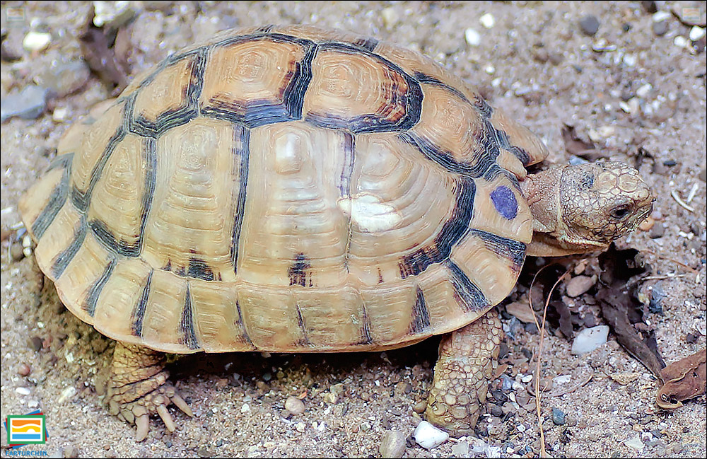 لاک‌پشت کلاینمن (لاک‌پشت مصری)
