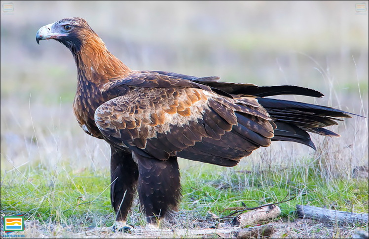 جانوران مهره‌دار - پرندگان: عقاب دم‌گوه‌ای
