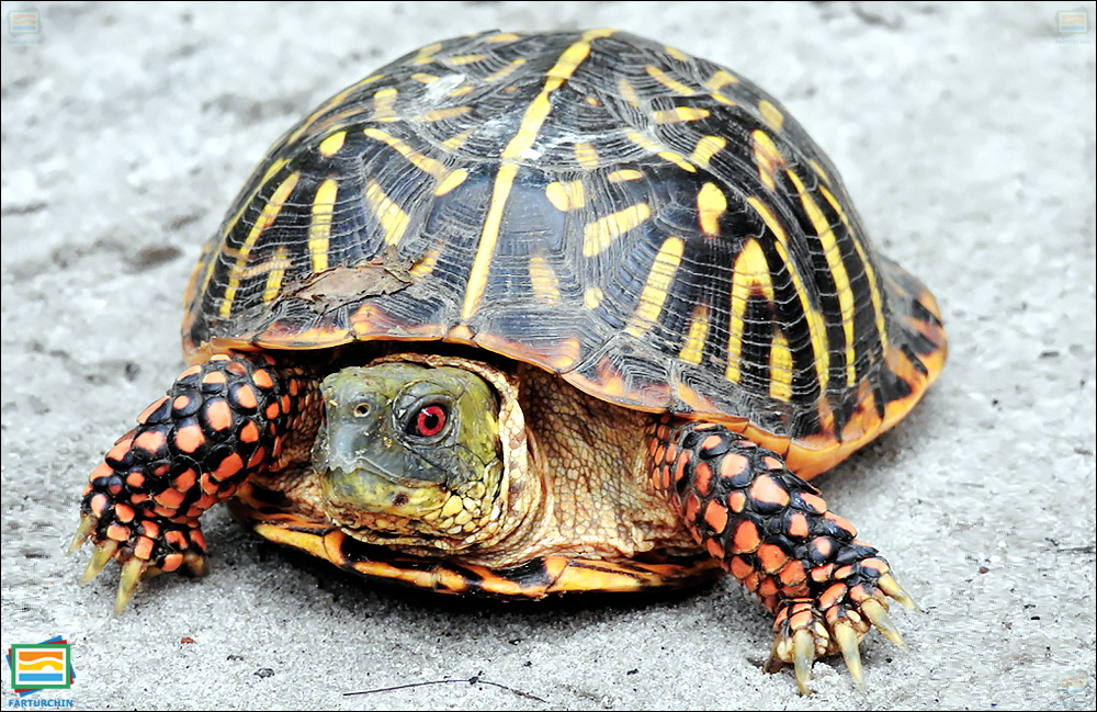 جانوران مهره‌دار - خزندگان: لاک‌پشت جعبه‌ای آراسته
