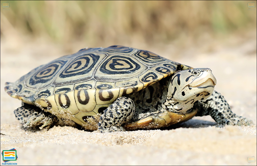 جانوران مهره‌دار - خزندگان: لاک‌پشت پشت‌الماسی