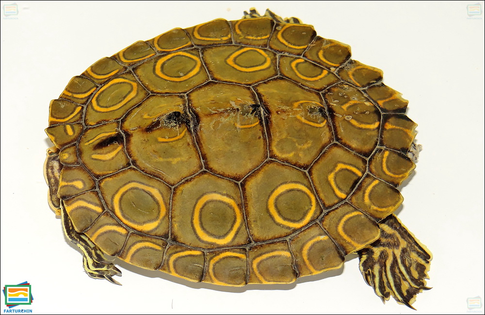 جانوران مهره‌دار - خزندگان: لاک‌پشت نقشه‌دار حلقه‌دار