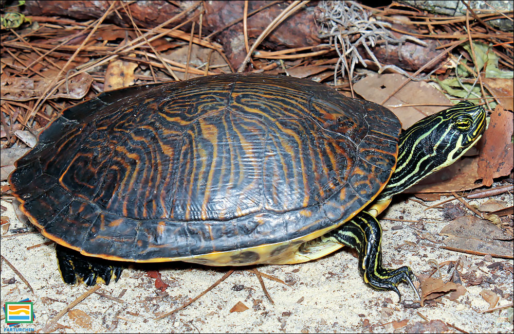 جانوران مهره‌دار - خزندگان: لاک‌پشت شبه‌جزیره