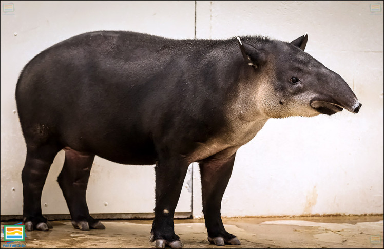 جانوران مهره‌دار - پستانداران: تاپیر بیرد