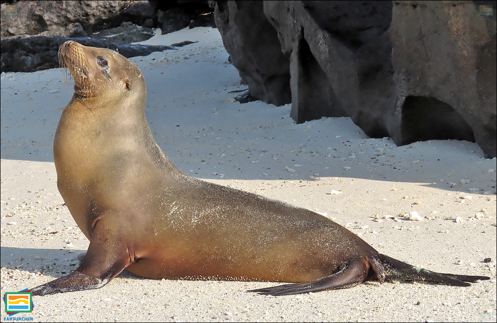 جانوران مهره‌دار - پستانداران: شیر دریایی گالاپاگوس