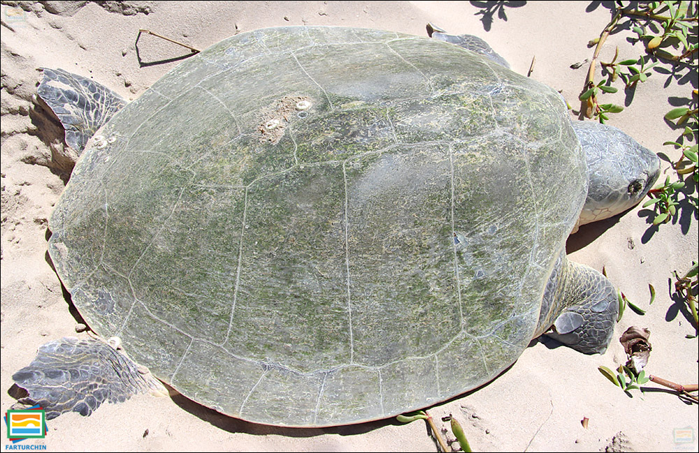 جانوران مهره‌دار - خزندگان: لاک‌پشت دریایی ریدلی کمپ