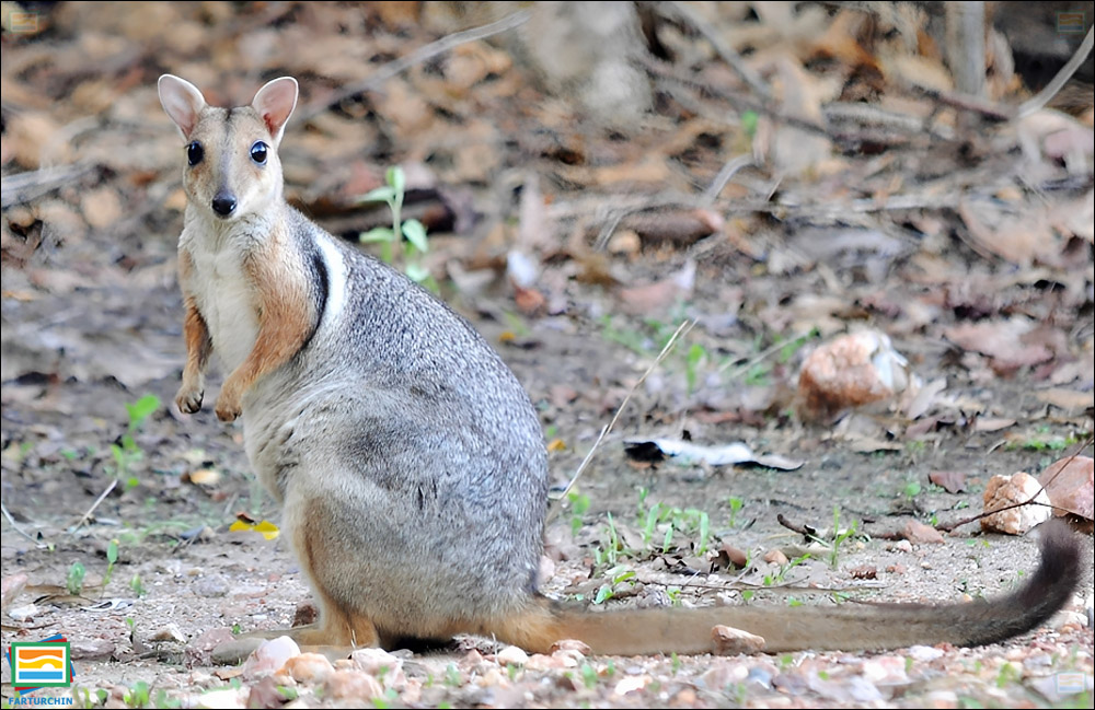 پارک ملی کاکادو - میراث استرالیا