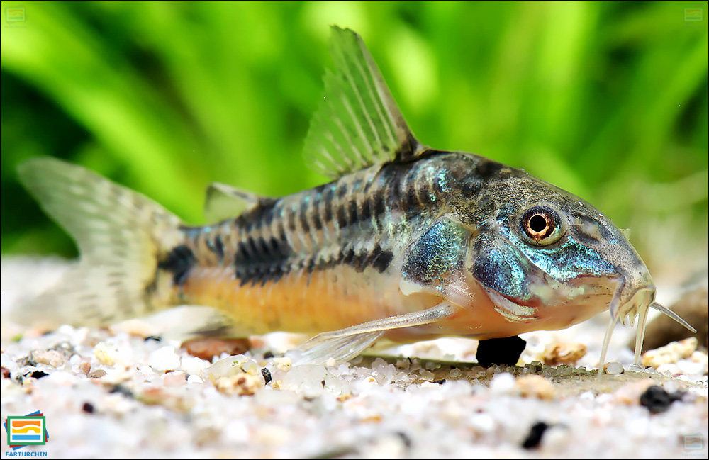 جانوران مهره‌دار - ماهیان: کوریدوراس فلفلی