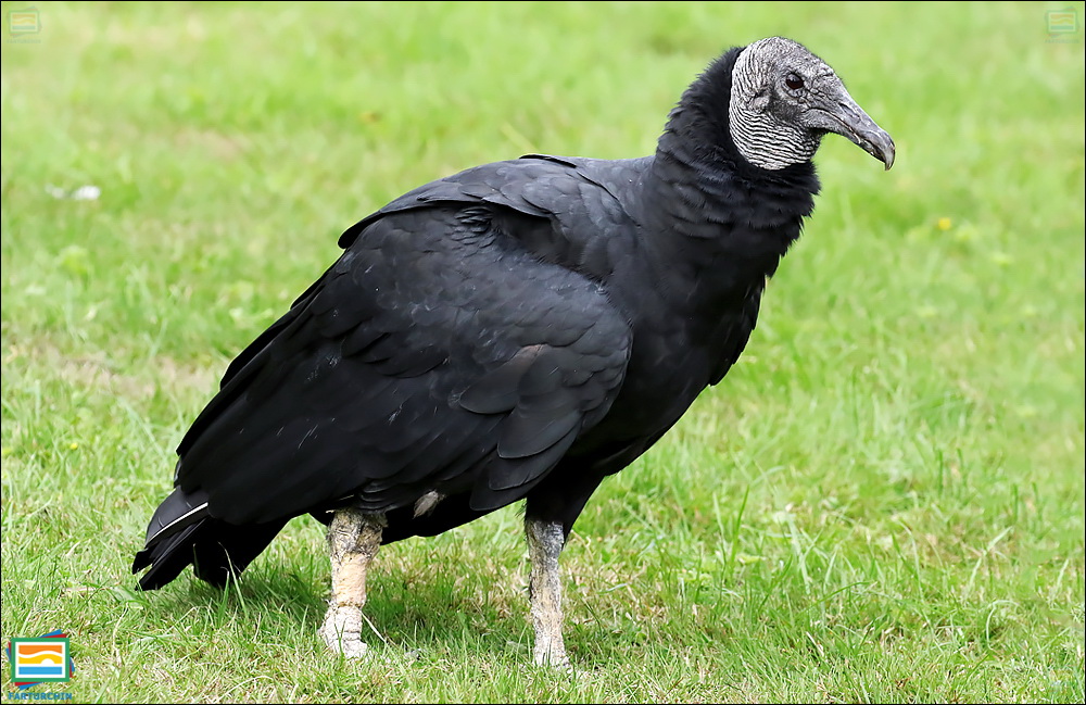 جانوران مهره‌دار - پرندگان: کرکس سیاه