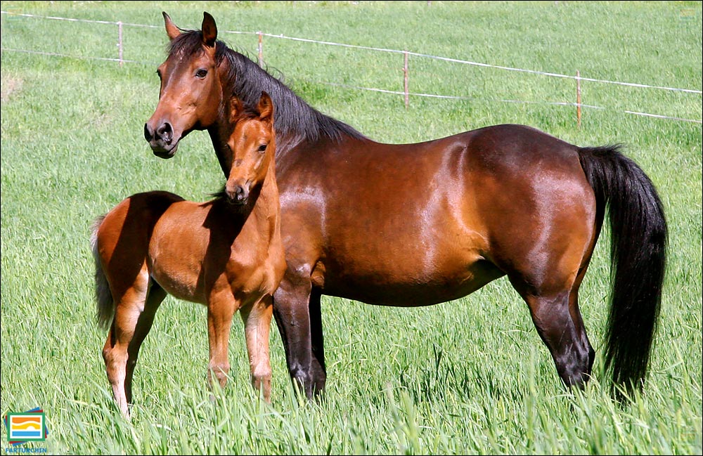 جانوران مهره‌دار - پستانداران: اسب