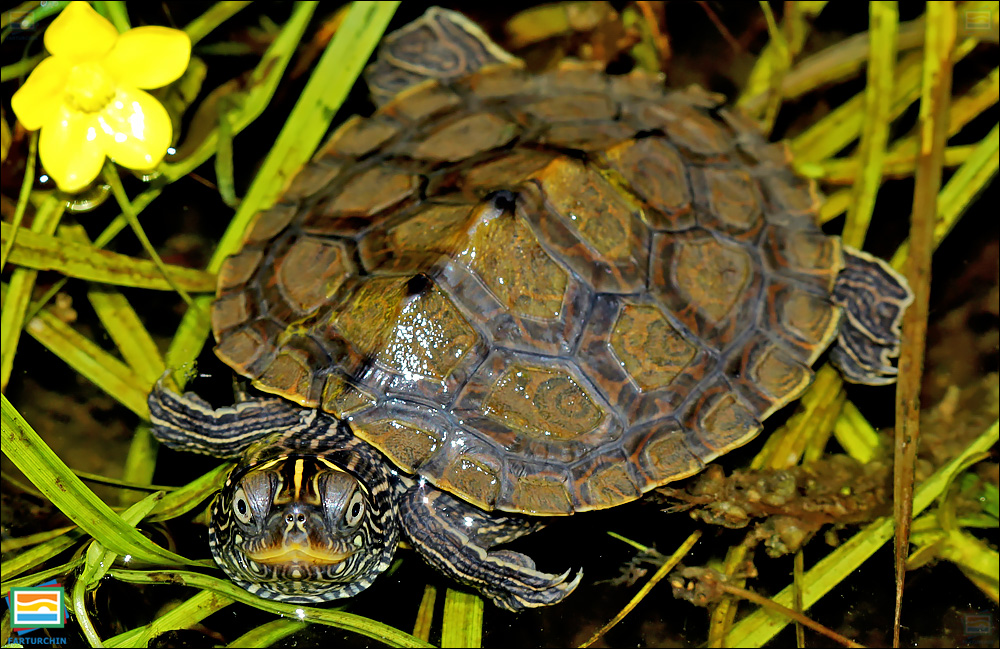 جانوران مهره‌دار - خزندگان: لاک‌پشت نقشه‌دار دروغین