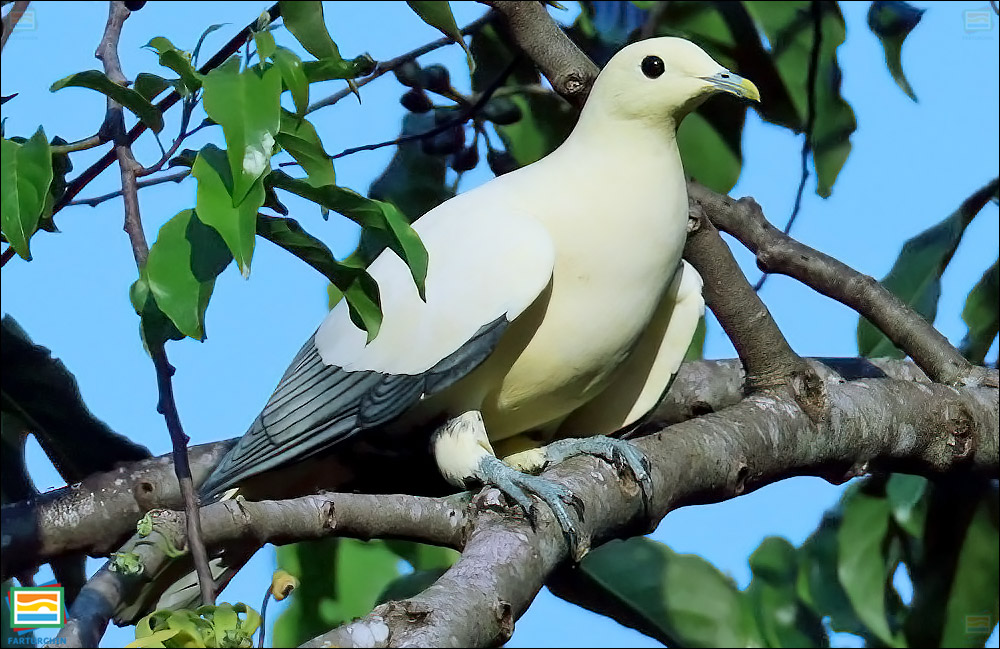 کبوتر شاهی نوک‌نقره‌ای (کبوتر شاهی سفید)