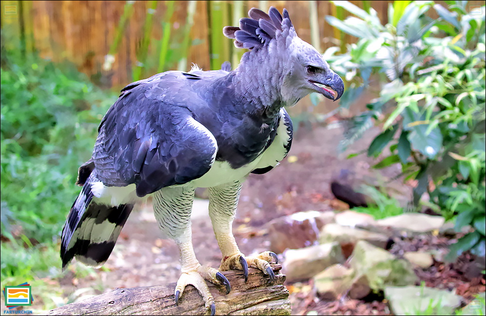 جانوران مهره‌دار - پرندگان: عقاب هارپی