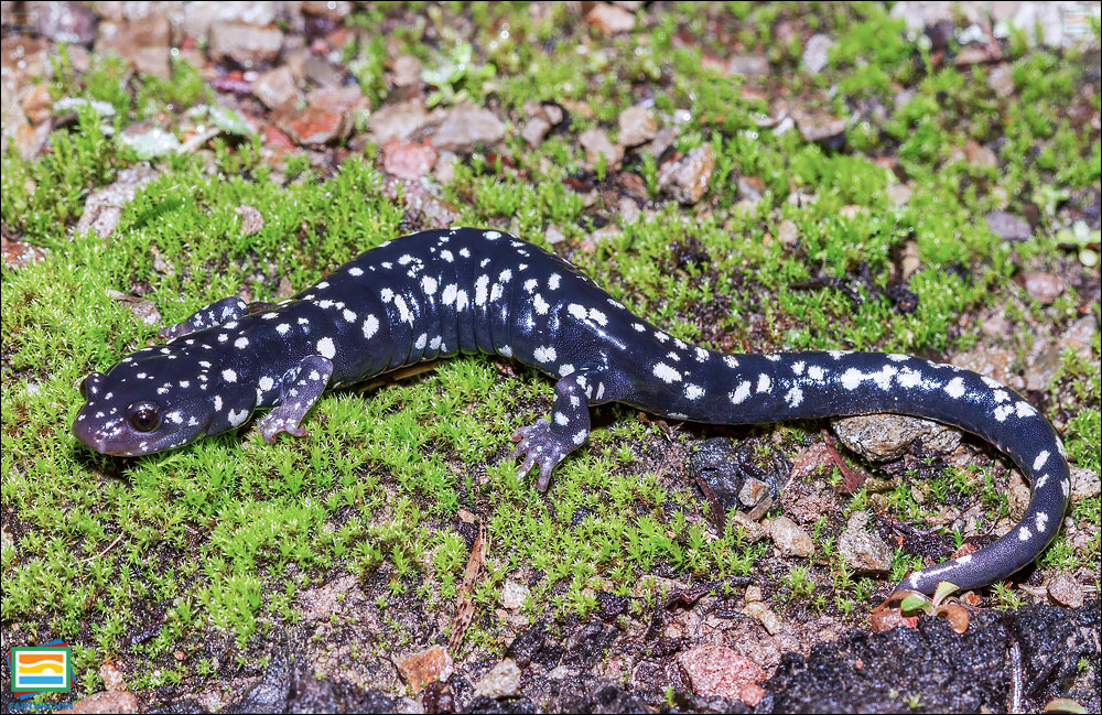 Speckled black salamander