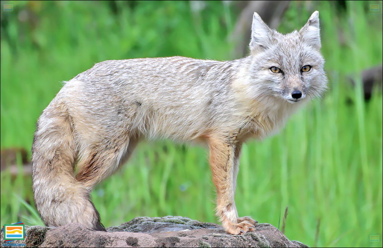 جانوران مهره‌دار - پستانداران: روباه کرساک