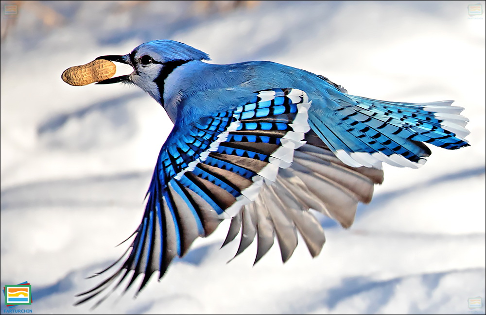 جانوران مهره‌دار - پرندگان: جیجاق آبی