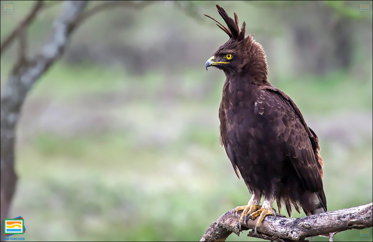 جانوران مهره‌دار - پرندگان: عقاب کاکل‌دراز