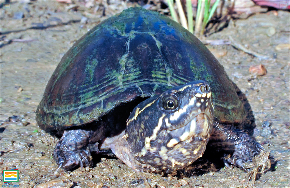 جانوران مهره‌دار - خزندگان: لاک‌پشت مشکین شرقی