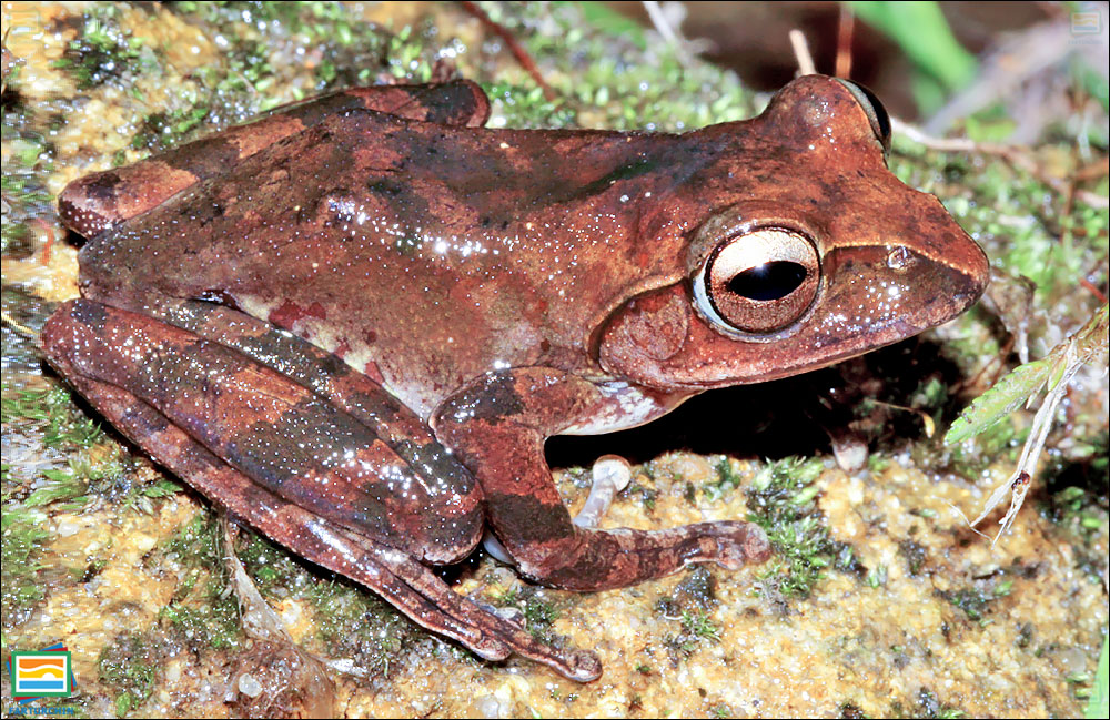 Boophis periegetes