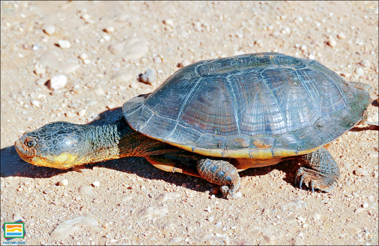 جانوران مهره‌دار - خزندگان: لاک‌پشت باتلاقی سربزرگ پانتانال