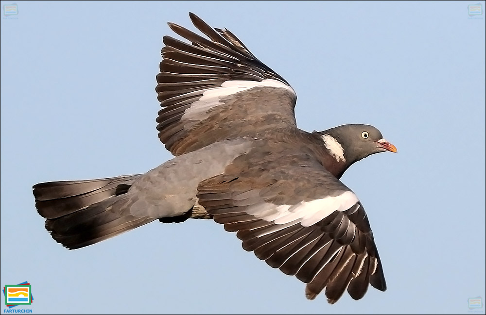 جانوران مهره‌دار - پرندگان: کبوتر جنگلی معمولی