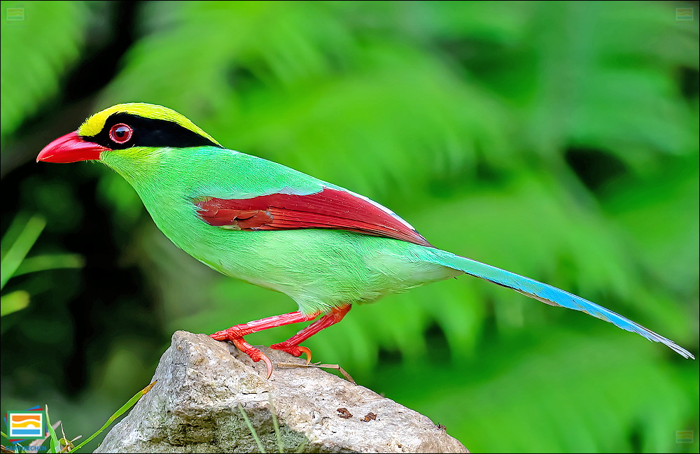 جانوران مهره‌دار - پرندگان: زاغی سبز معمولی