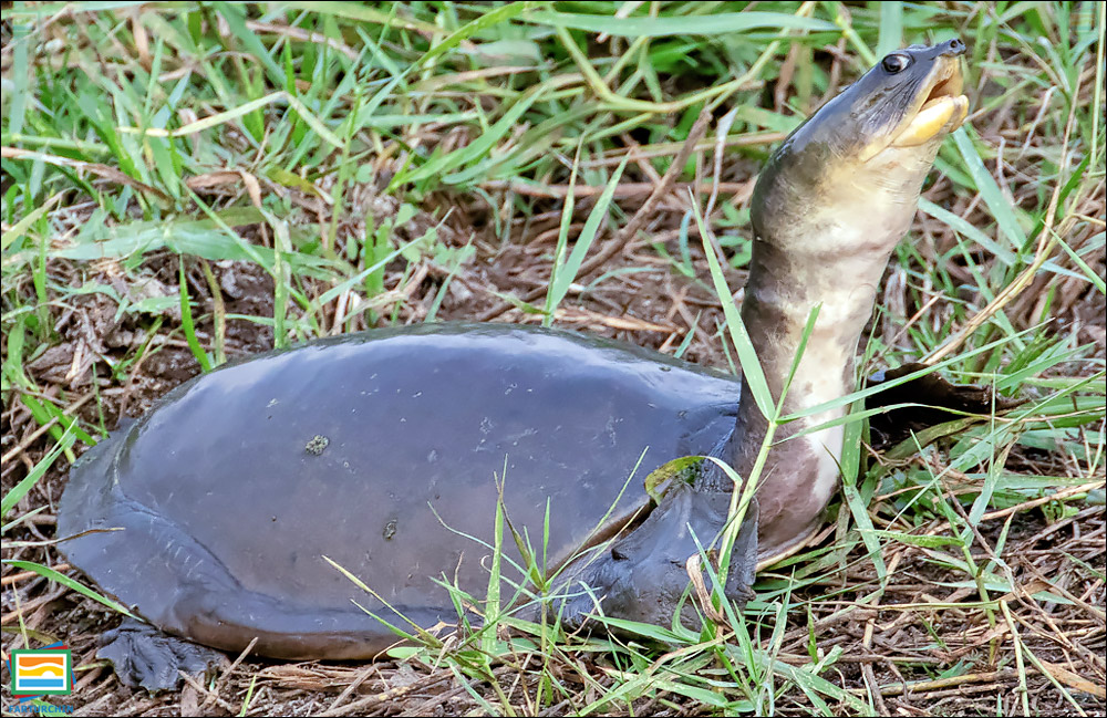 لاک‌پشت پرده‌لاک سری‌لانکایی