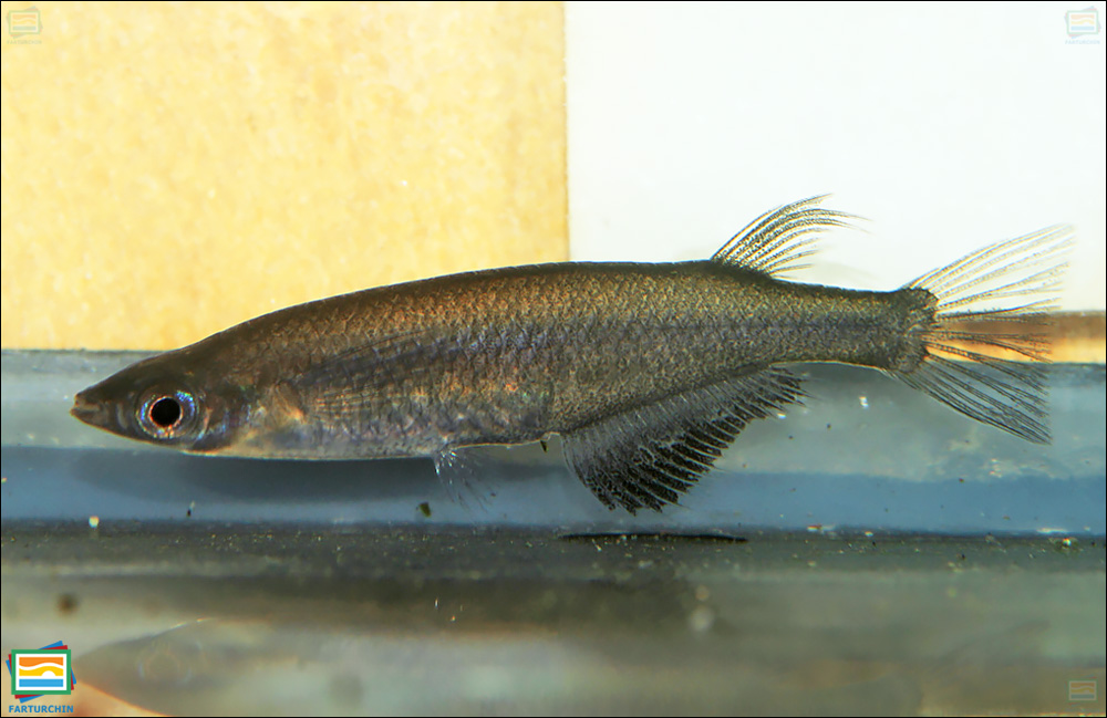 ماهی شالیزار سیاه