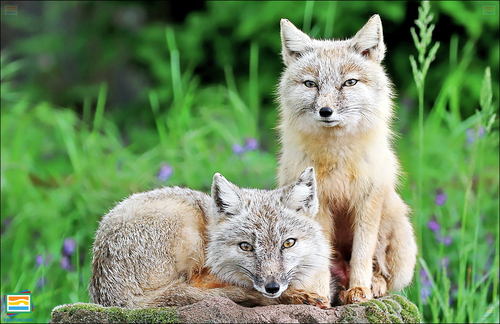 جانوران مهره‌دار - پستانداران: روباه کرساک