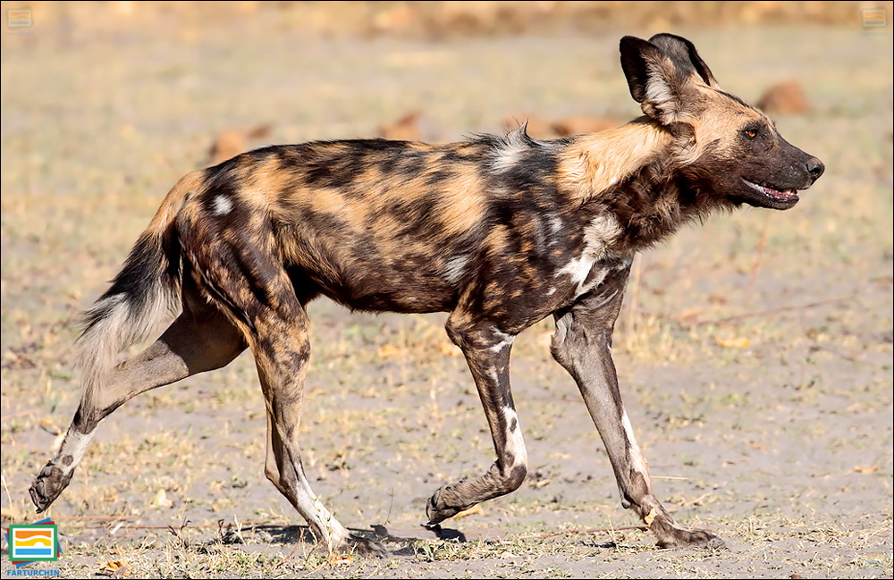 جانوران مهره‌دار - پستانداران: سگ وحشی آفریقایی