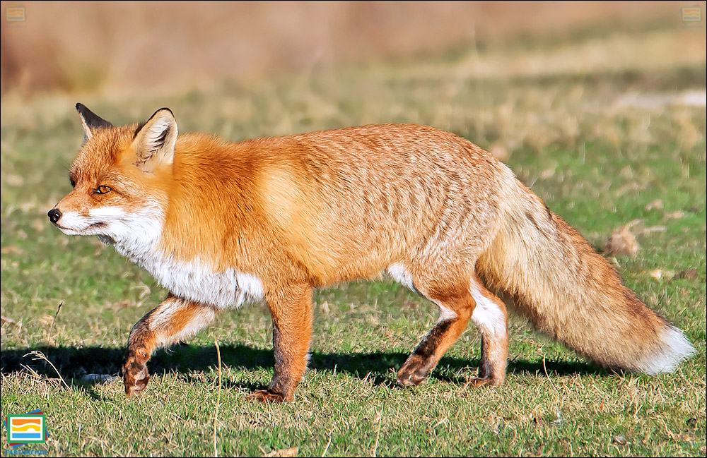 جانوران مهره‌دار - پستانداران: روباه سرخ