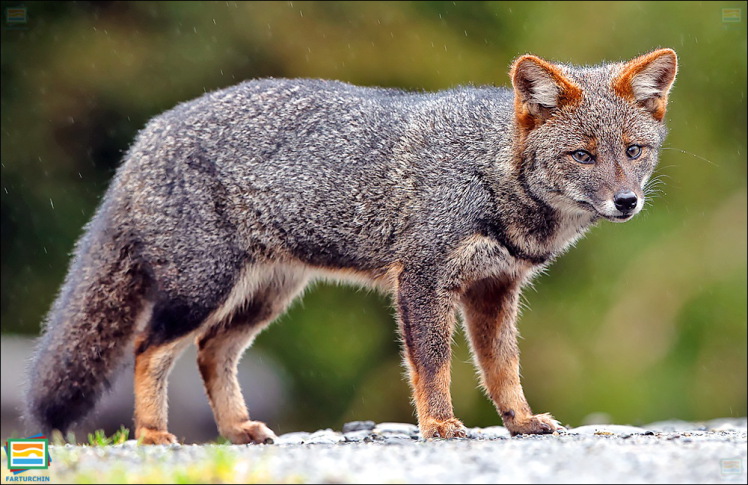 جانوران مهره‌دار - پستانداران: روباه داروین