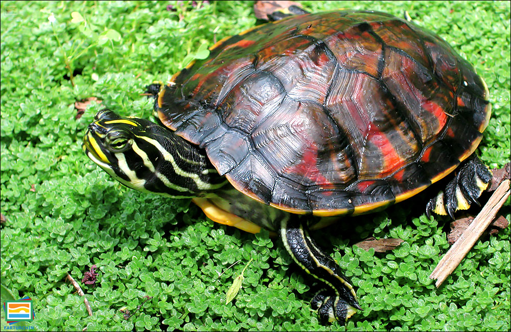 جانوران مهره‌دار - خزندگان: لاک‌پشت شکم‌سرخ فلوریدا