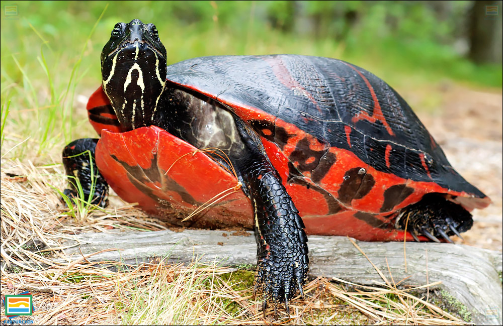 جانوران مهره‌دار - خزندگان: لاک‌پشت شکم‌سرخ شمالی