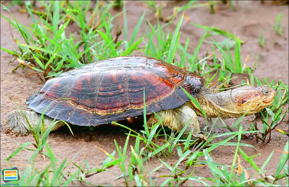 لاک‌پشت جنگلی آفریقایی