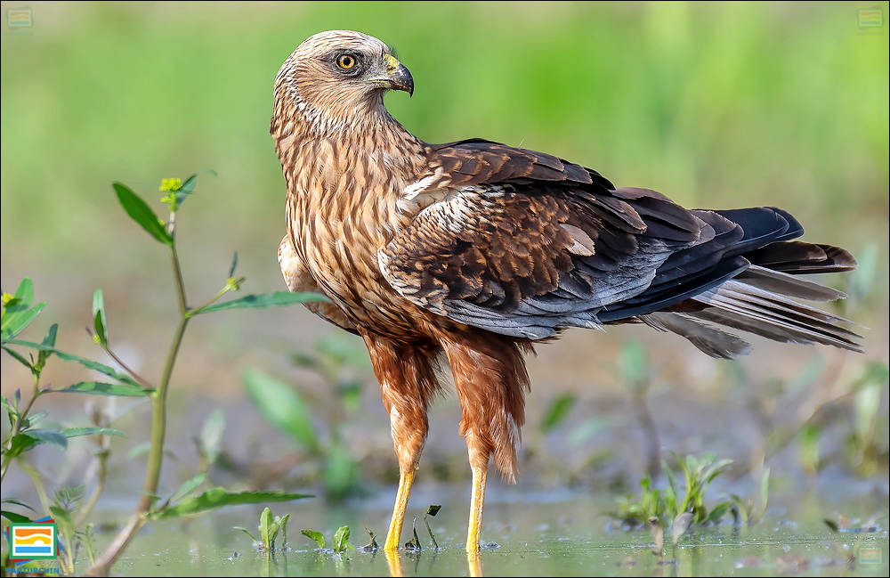 جانوران مهره‌دار - پرندگان: سنقر تالابی غربی