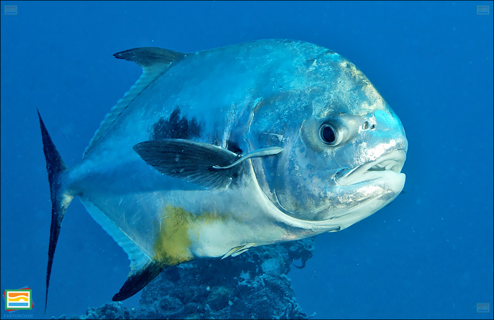 جانوران مهره‌دار - ماهیان: ماهی داسی
