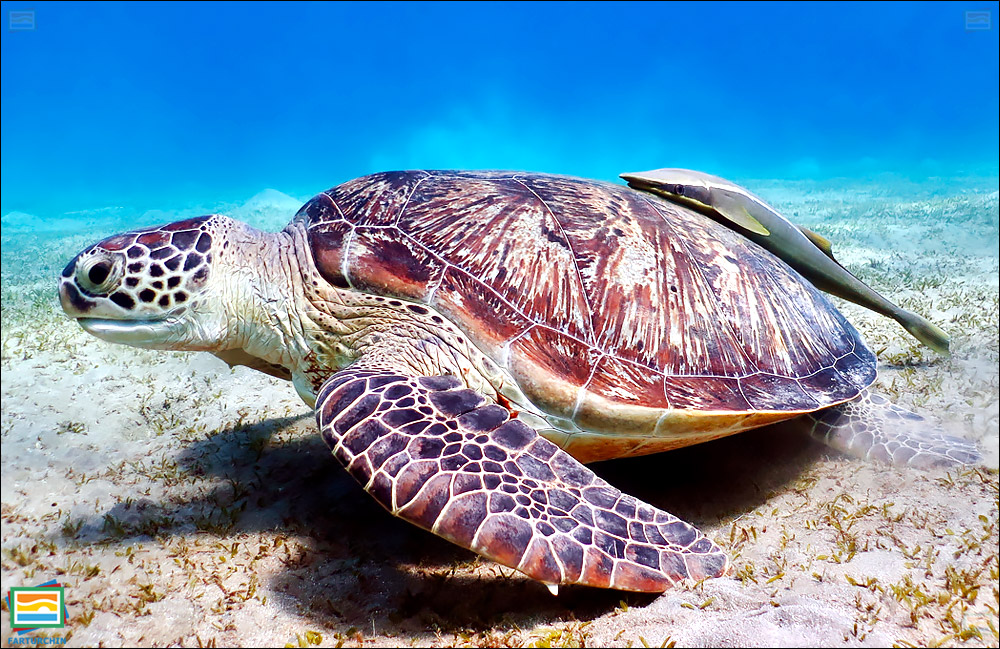 جانوران مهره‌دار - خزندگان: لاک‌پشت دریایی سبز