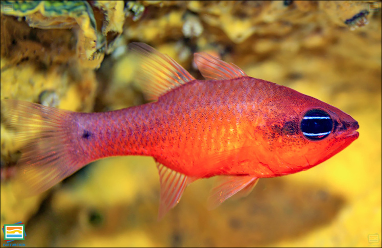 جانوران مهره‌دار - ماهیان: ماهی کاردینال مدیترانه‌ای