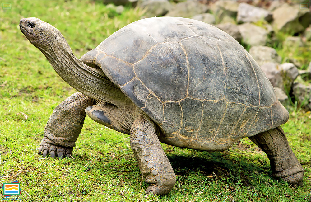 جانوران مهره‌دار - خزندگان: لاک‌پشت غول‌پیکر آلدابرا