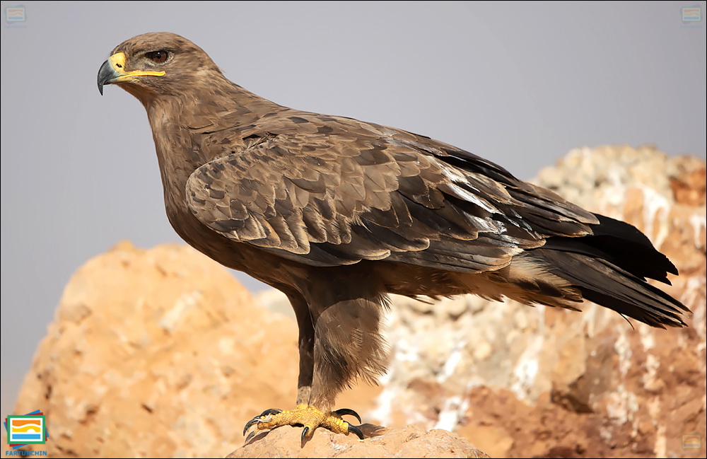 جانوران مهره‌دار - پرندگان: عقاب استپ