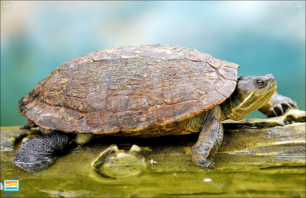 لاک‌پشت لغزنده‌ی کوبایی